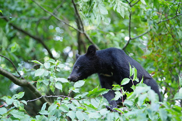 全国各地でクマ出没！ 15年間被害ゼロの軽井沢に学ぶ、共存のための